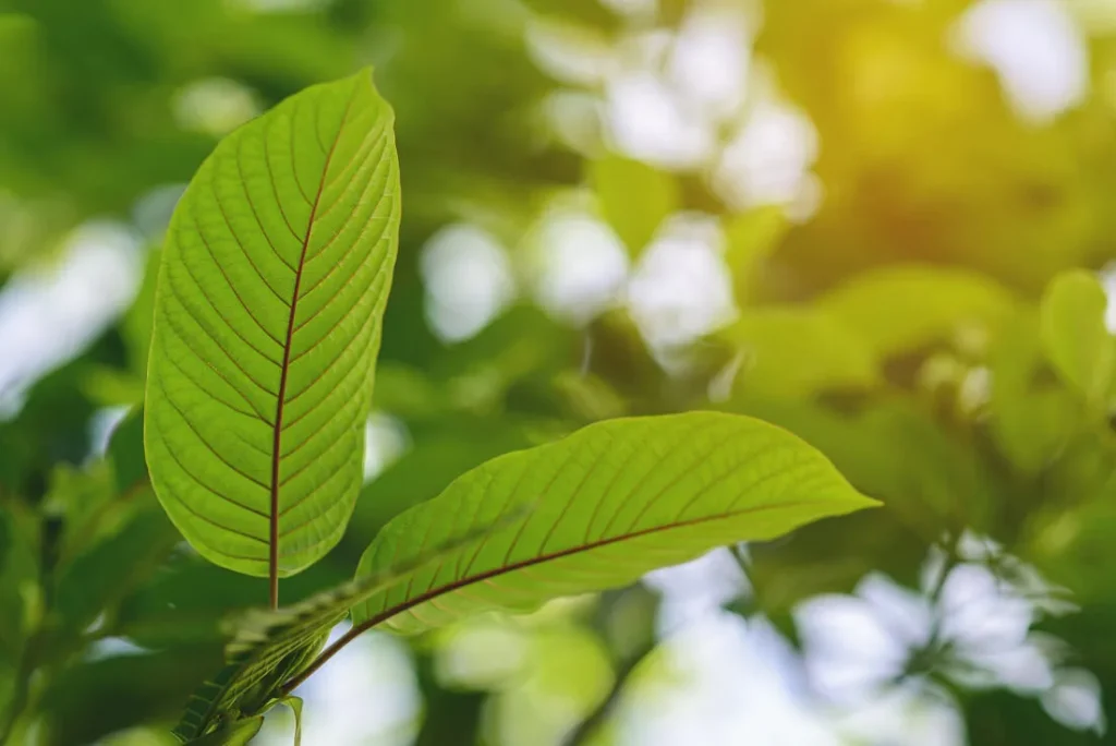 borneo kratom